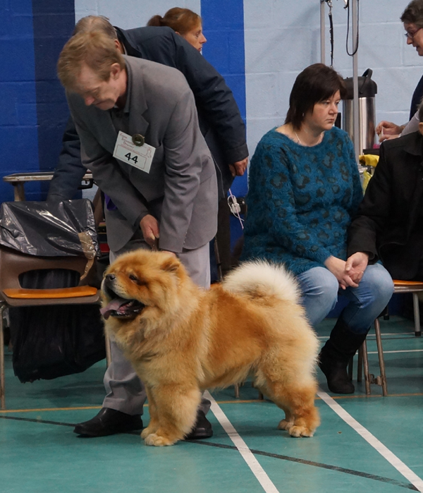 Grad.dog: 3.Kesals Jetson At Kweichow