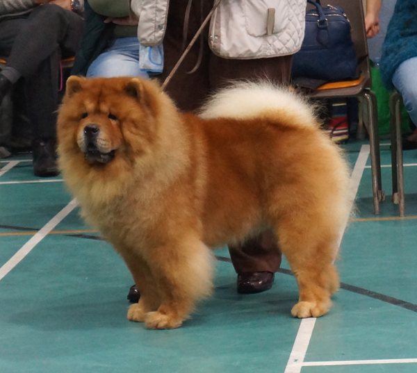 Open dog 1.CH Kwaitang Kristian At Kyong