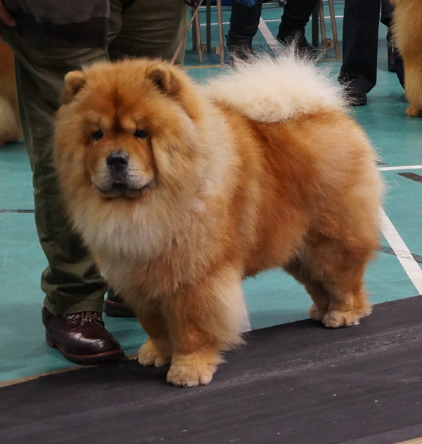Open dog Res. Kwaitang Kansas