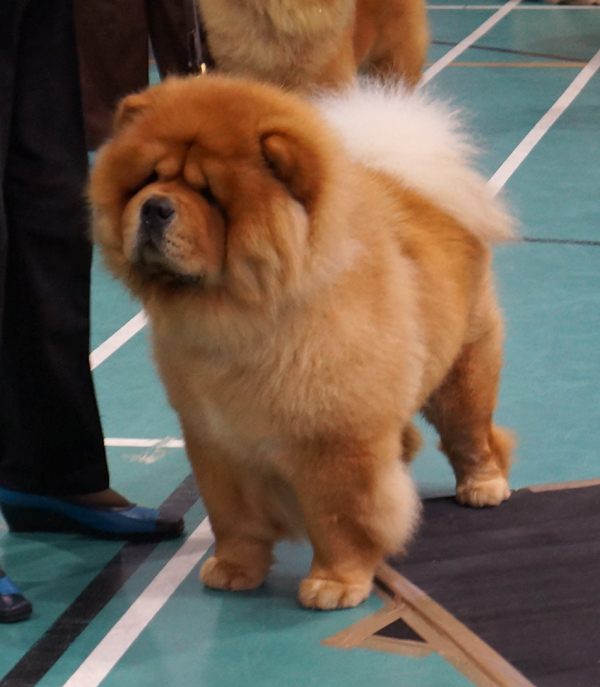 Open dog 3.CH Maixing Moonwalker At Kweichow