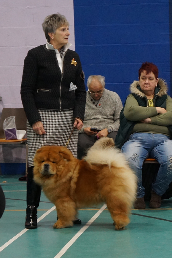 Open Dog HC CH Miketilla Mr Raffles At Komatsu