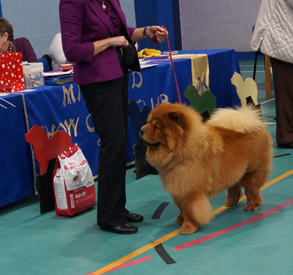 Open dog 1.IR CH Chivas Royal Djalo At Taylorian