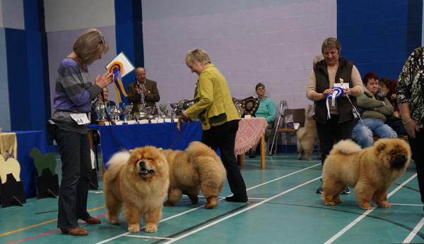 Dog CC Rendel Ruff N'Tuff At Kwaitang -Res.Dog CC Miketilla Rocket Man - Best puppy Rendel Riff Raff At Kwaitang
