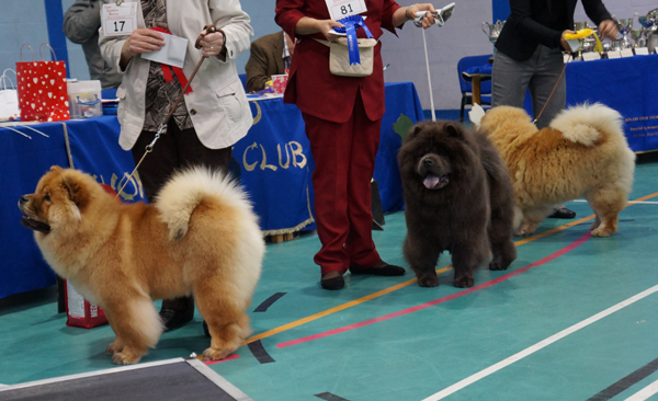 Junior bitch 1.Hiswin Star Dream 2.Mosspark Blue Cascade At Tedmisty 3.Roja Leona At Ramommire