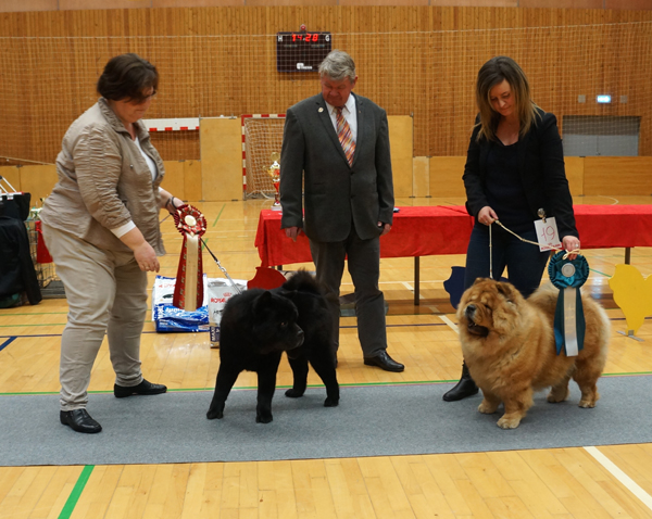 BOB Veteran (left): Bidachows Lord Luke The Smooth-BOS Veteran: CH Chan-Lo's A Kind Of Magic