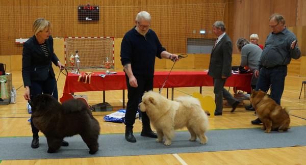 Best dog 1.Nrskov's Johnny Be Good 2.Ba-Tong's Simba The Lucky Star 3.Ei Ko Grazios Zung Tzung Le 