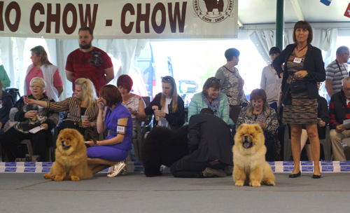 Babymale 1.+ BIS puppy Diamond Shen Te Chows 2.Emotional Dream Dei Leoni Imperiali