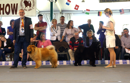 CH Miketilla Monte Carlo - CH Piuk Chow Possesses Black Passion