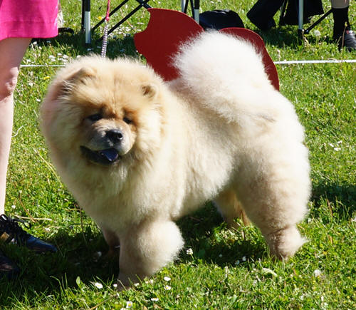 Best puppy: Sumichow's Flying Smilla