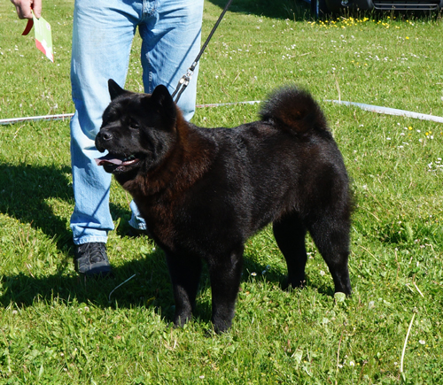 Junior male 1. Bidachows Happy Smooth Harley