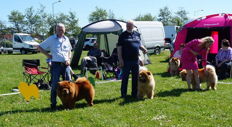 Champ.male 3. CH Gambler Grozio Akcentas 4. CH Miketilla Monte Carlo 5. CH Figo