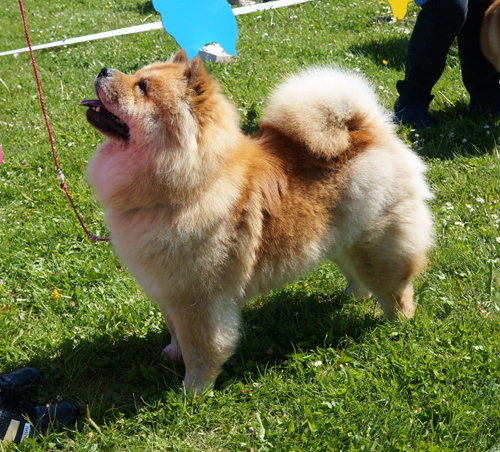 Open female 1. Bidachows Wonderful Valentina (Cert.+BOS)