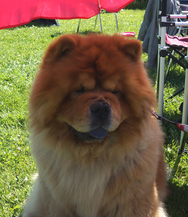 Otto (Stagebo's Boogie Woogie) visited the show