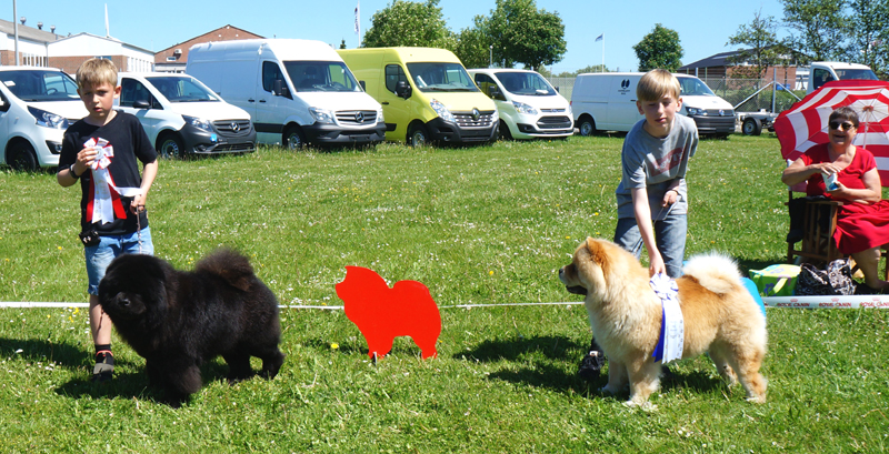 Child and dog competition