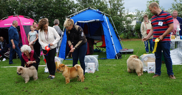 Babymales 1.Peli's Hochiko To Flensborg 2.Nrskov's Kahana Supremo 3.Bakkebo's Rain Man