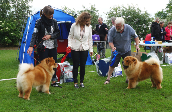 Champ.males 1.CH Chan-lo's From Me To You 2.CH Ba-Tong's Magic Master Mongo