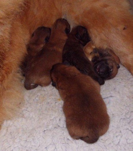 A-litter 3 days old