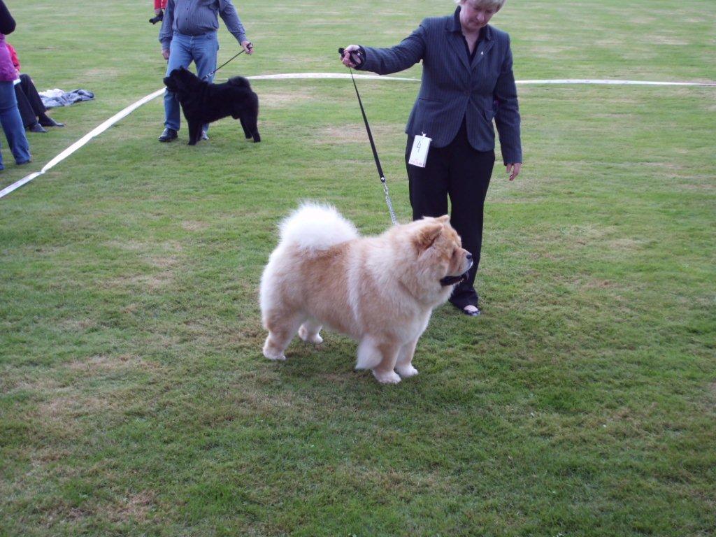 Open male: Excl.1-Mi-Paos Red Sumac-handler: Susanne Danielsen
