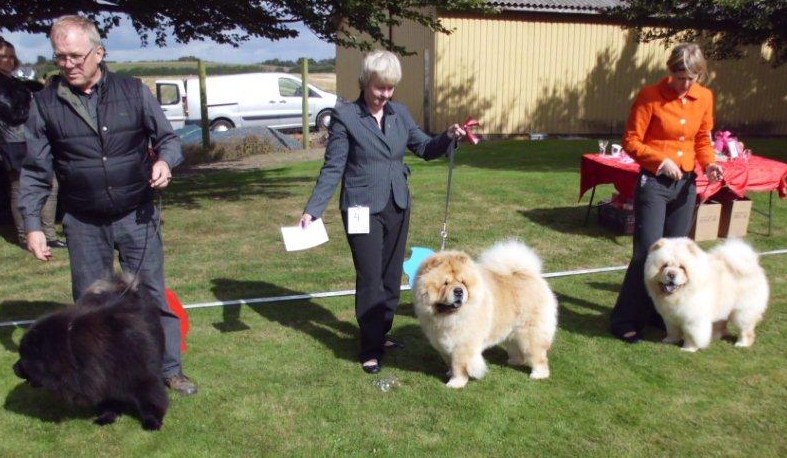 Best male 1. CH Orinells Cool Casanova 2.+Cert.+New DKCH Mi-Paos Red Sumac 3. ResCert+JunCert+New Jun.Champ.Orinells Its A Knockout