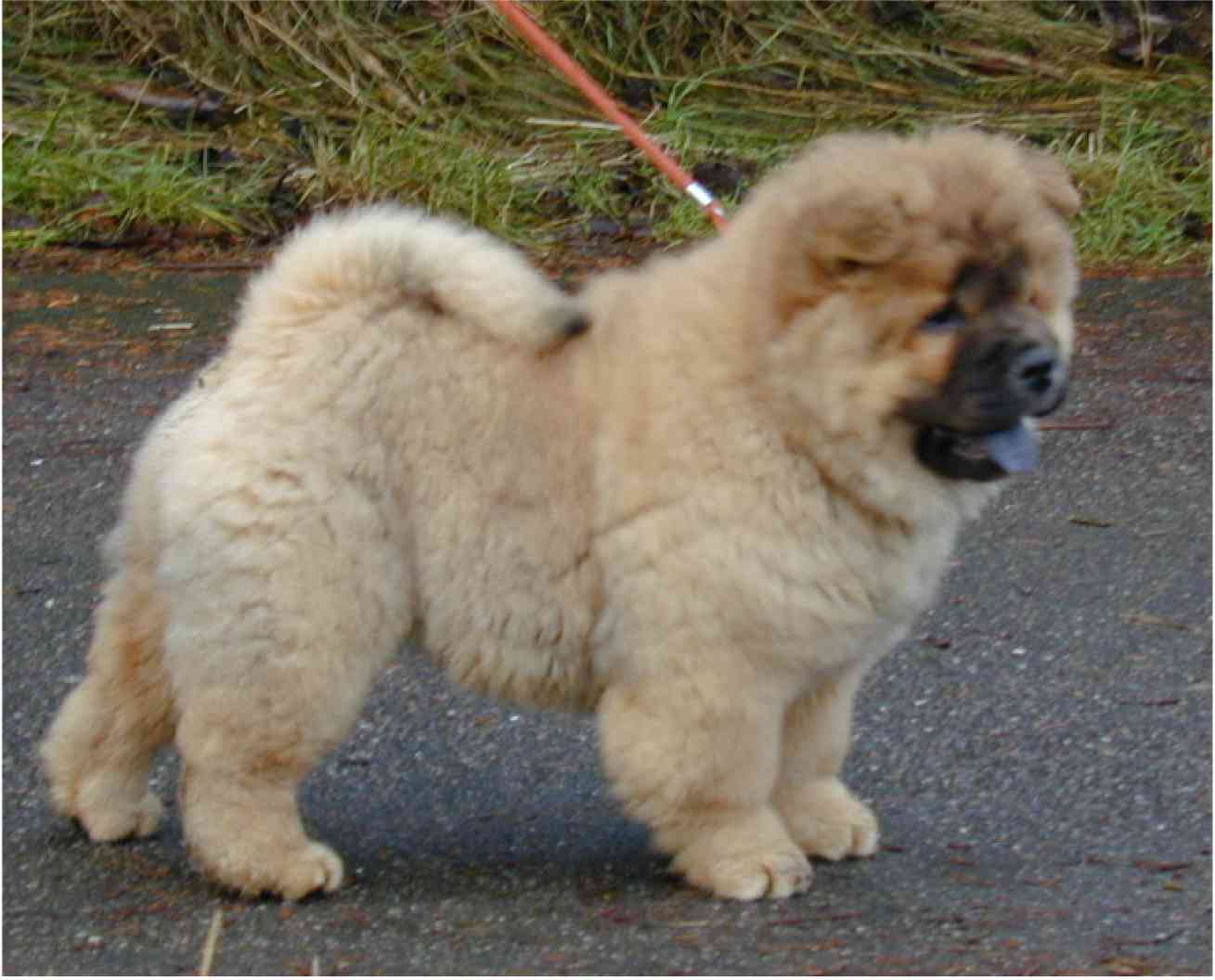 Stagebos Penny Lane (3 month-Norwegian Export)