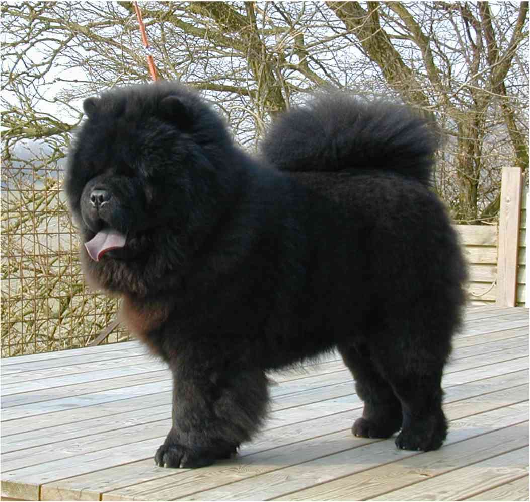 Litte Buddha Dei Leoni Imperiali (8 month-Italian import)