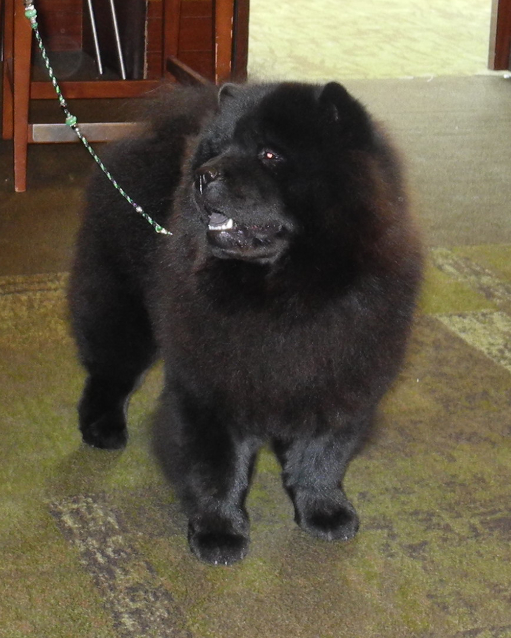 CH Jenuine My-Sam Fair Hill Oriental Black Beauty