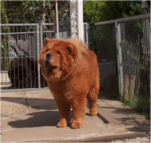 Daisy Of Chow Dream-13 month