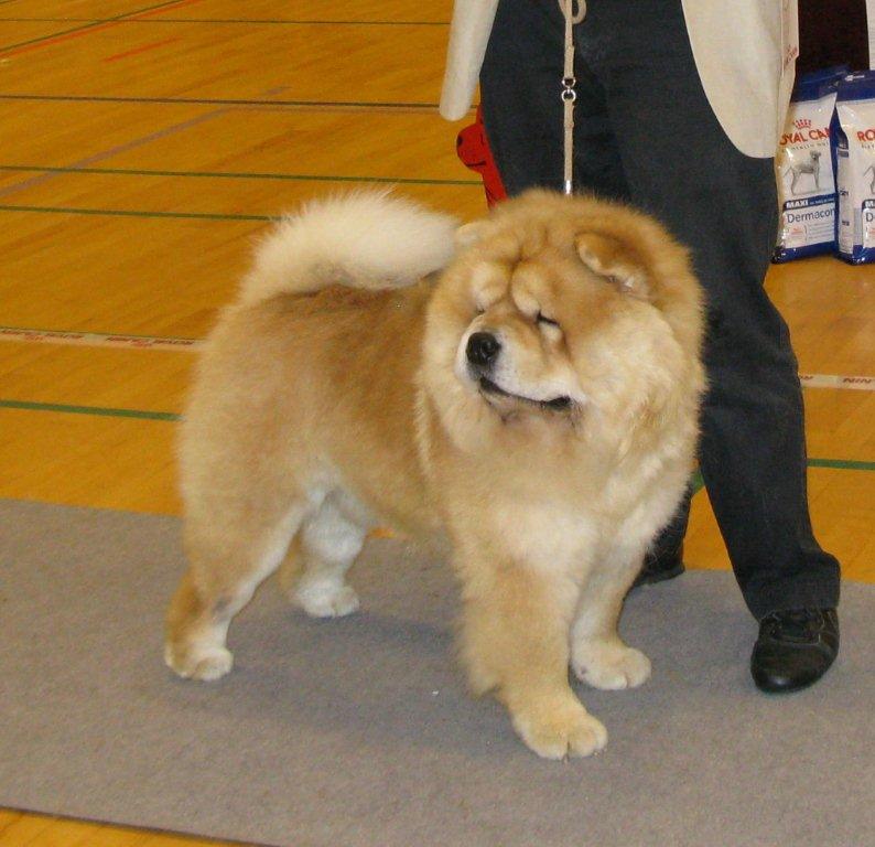 Intermediate male 1. Dawnanda Don Darias Dusc