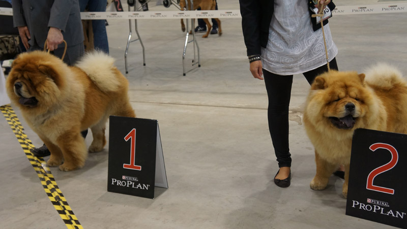 Intermediate dog: 1. Ai-Shang Kenai (VDH-ChA, CAC-res.) 2. Chan-Los Fang Anjing Didi (VDH-ChA-res.) 