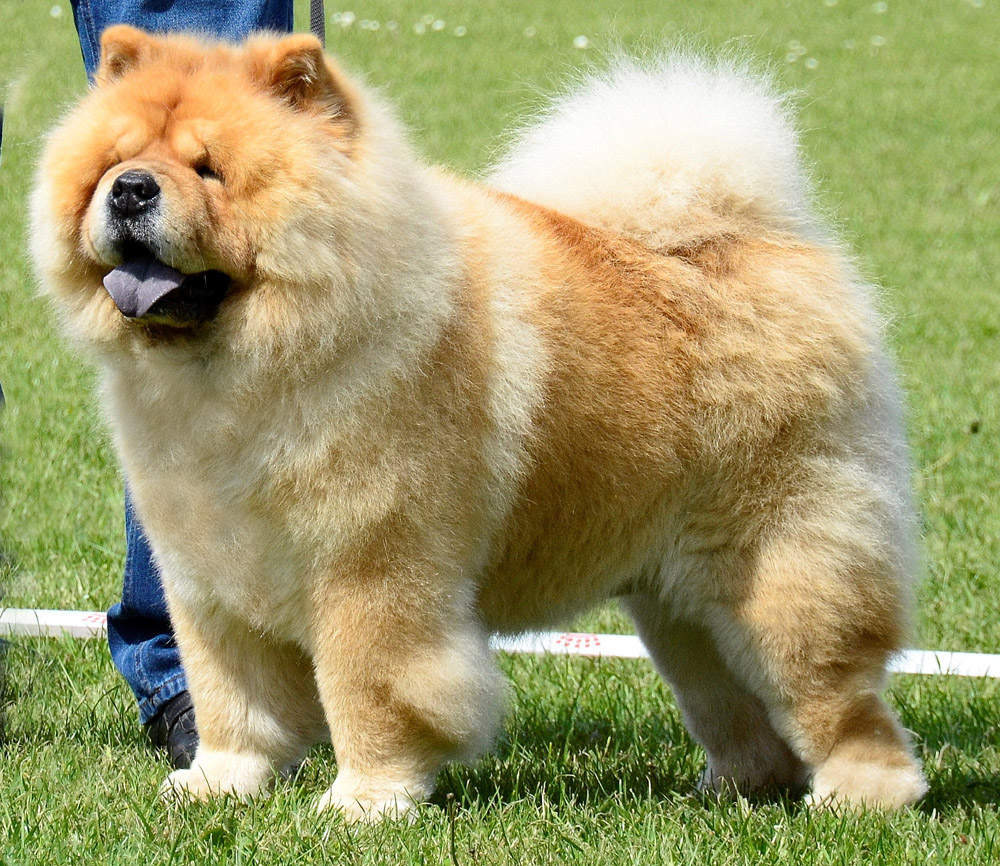 Sumac 4 year old (photo: Jrgen Jensen)