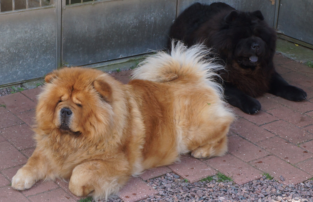 Eloise Dei Leoni Imperiali and Stagebos Xx (Sulaima)