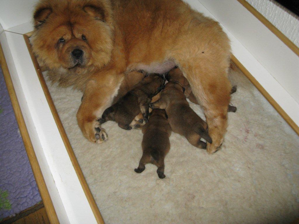 Eloise and 1 week old puppies