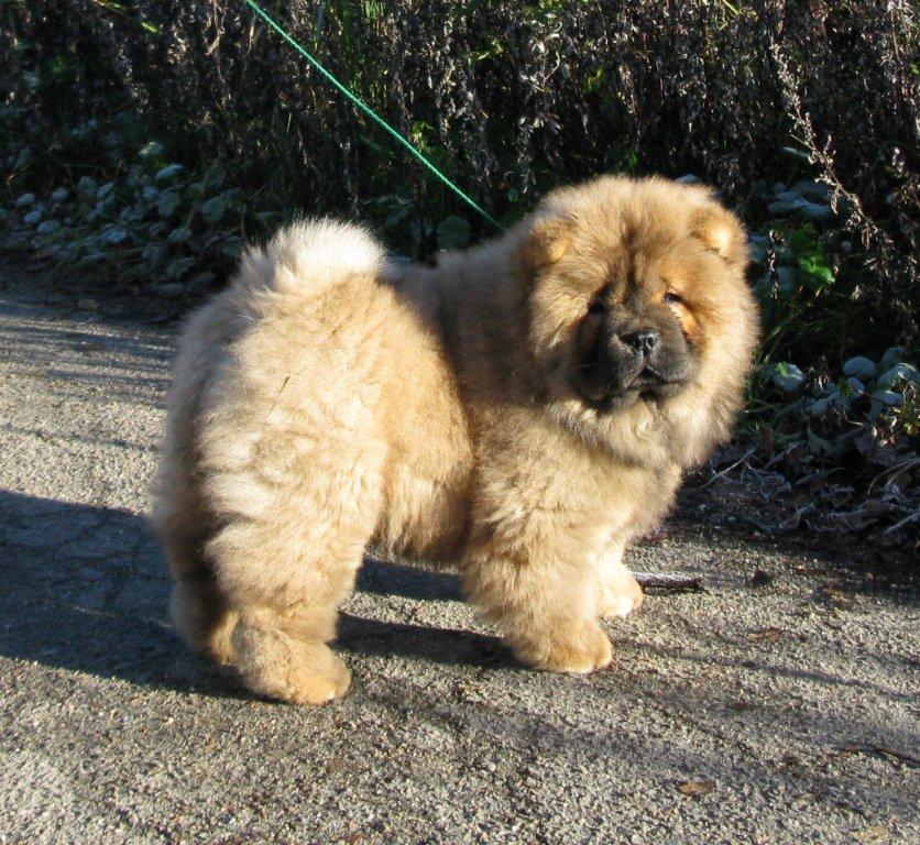 Eloise-11 week