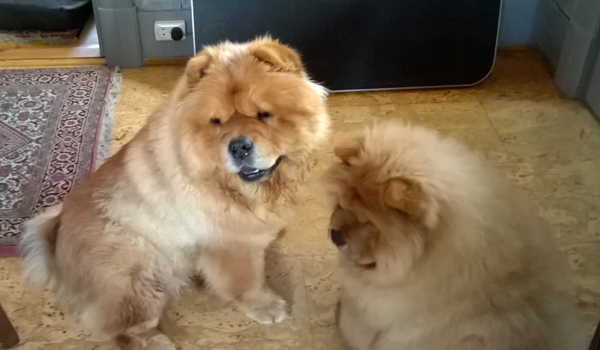 Stagebo's Elvira Madigan (Elvira) & Stagebo's Good Day Sunshine (Glede)