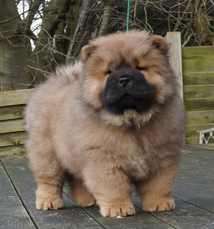Stagebos Daydream Believer (Eryk)-9 week