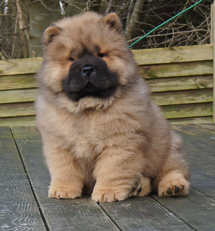 Stagebos Daydream Believer (Eryk)-9 week