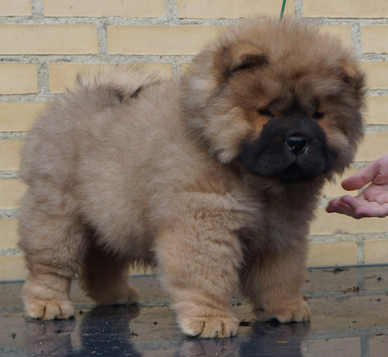 Stagebos Daydream Believer (Eryk)-9 week 
