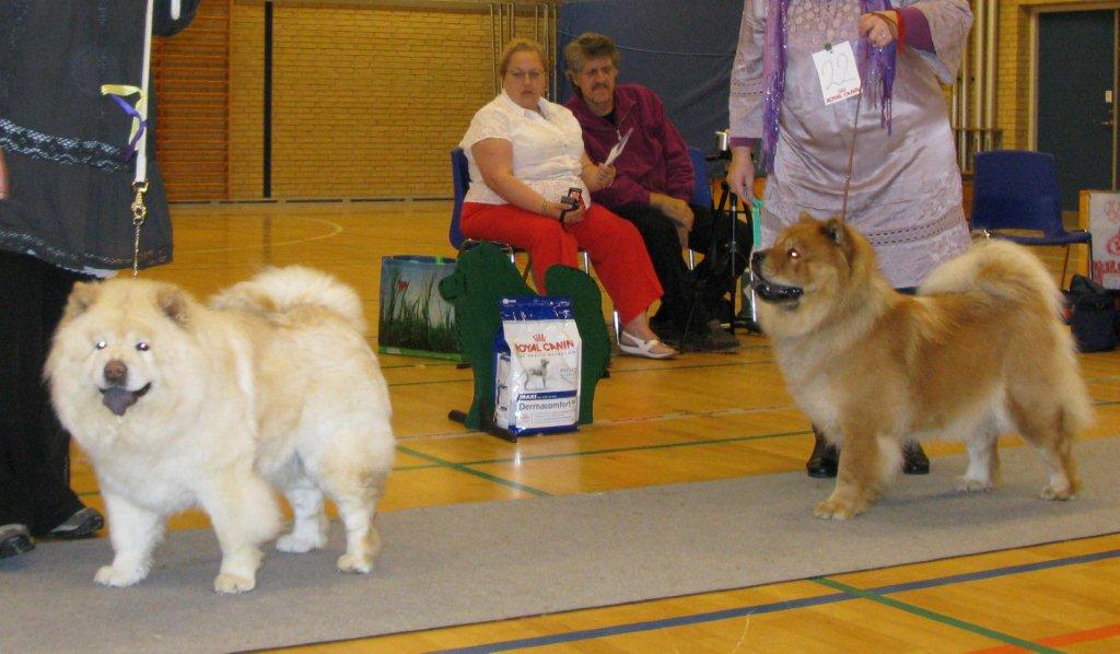 Open female 3.Rossy White Nessy 4. Piuk Chow Pleasant and Sweet