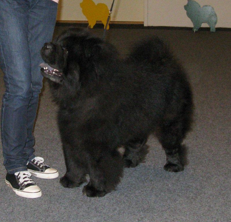 Cert.Ba-Tongs Moo-Yang Hei Li