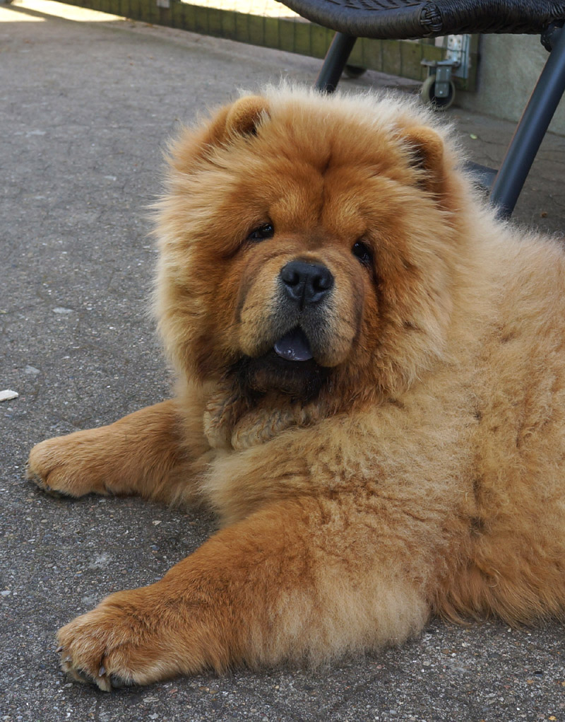 Stagebos Do Wah Diddy Diddy (Frida 7 month) - lives in Vonge, DK