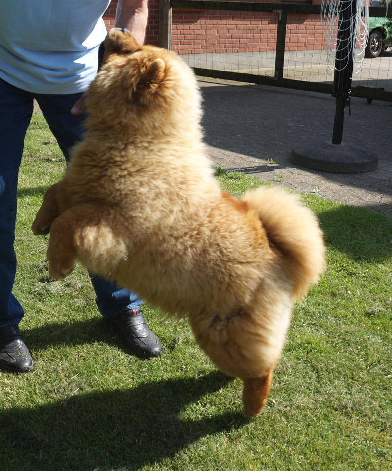 Stagebos Doo Wah Diddy Diddy (Frida-7 month old)- happy reunion with the breeder 