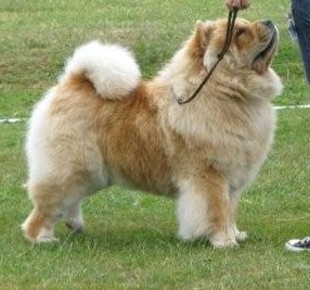 Fuzzy Bears Viola Da Gamba