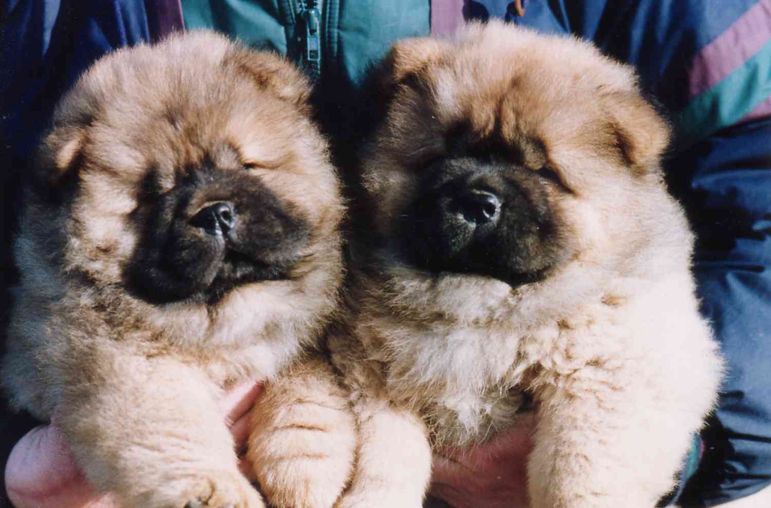 Georgy Girl+Good Golly Miss Molly-8 week