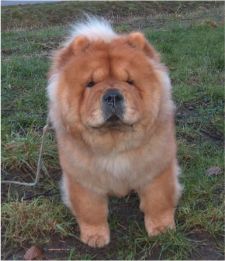 Gina Of Chow Dream (Tinni) - died 6½ year old
