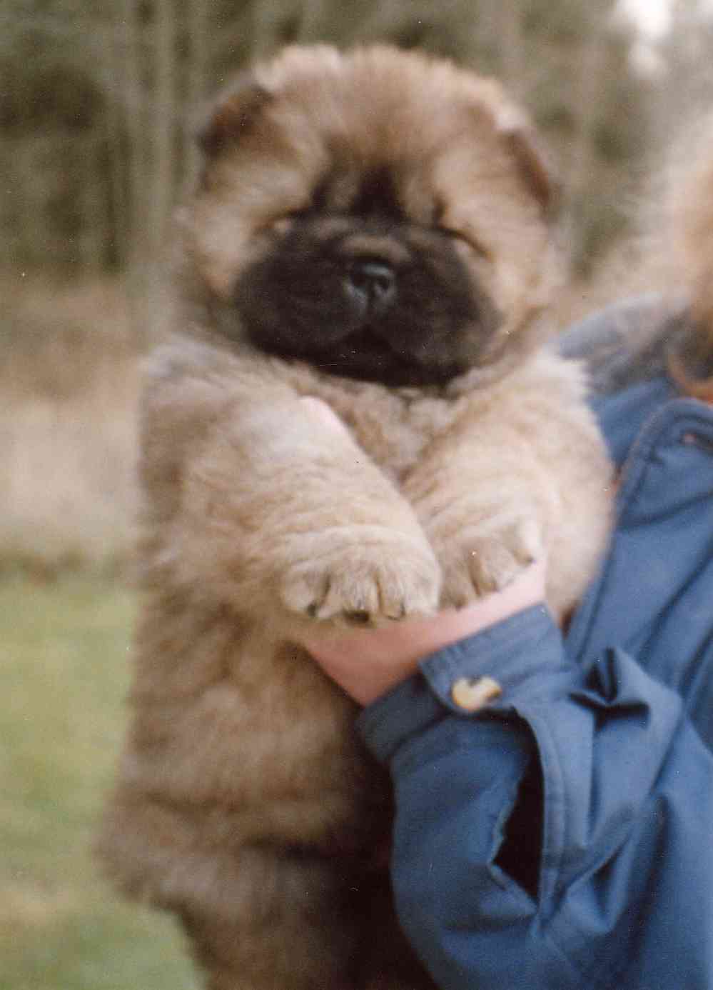 What Whats Mean Woman Blues (Hedda)-8 week