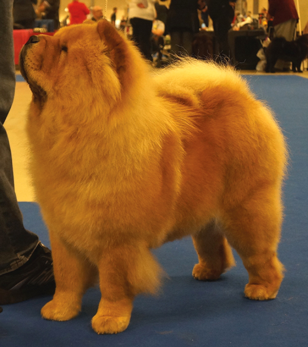 Champ.female 1.+Best female 2: CH Stagebo's Angel Of The Morning