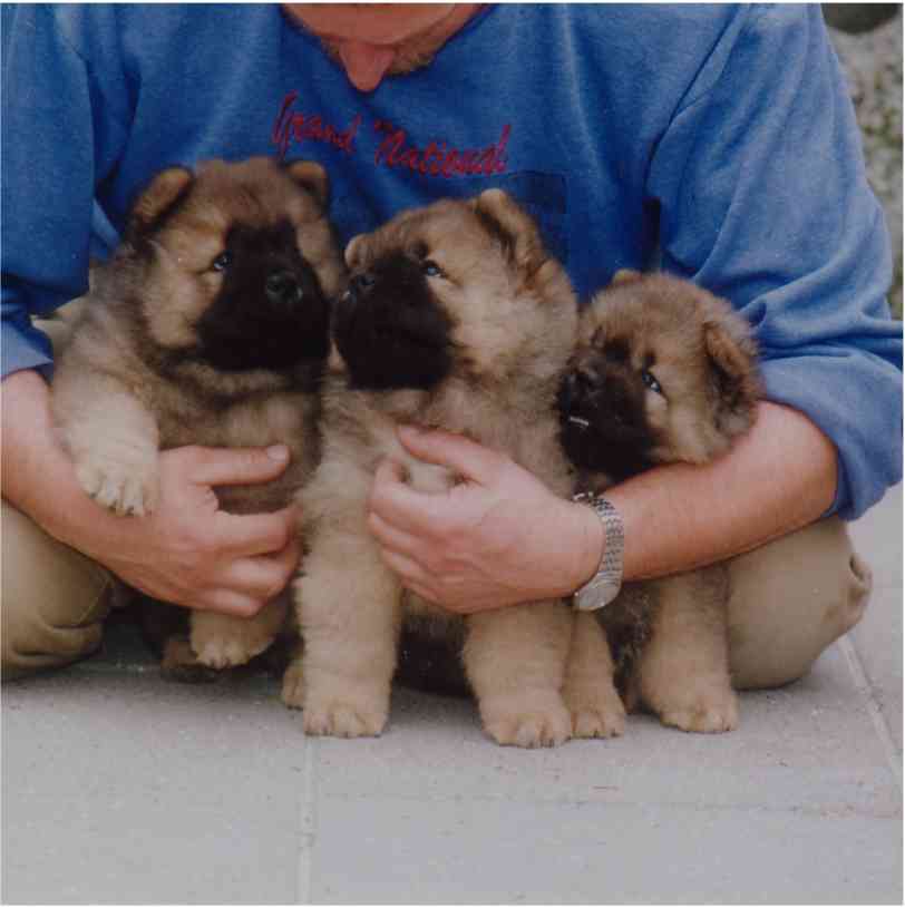 Stagebos I litter (8 week old)