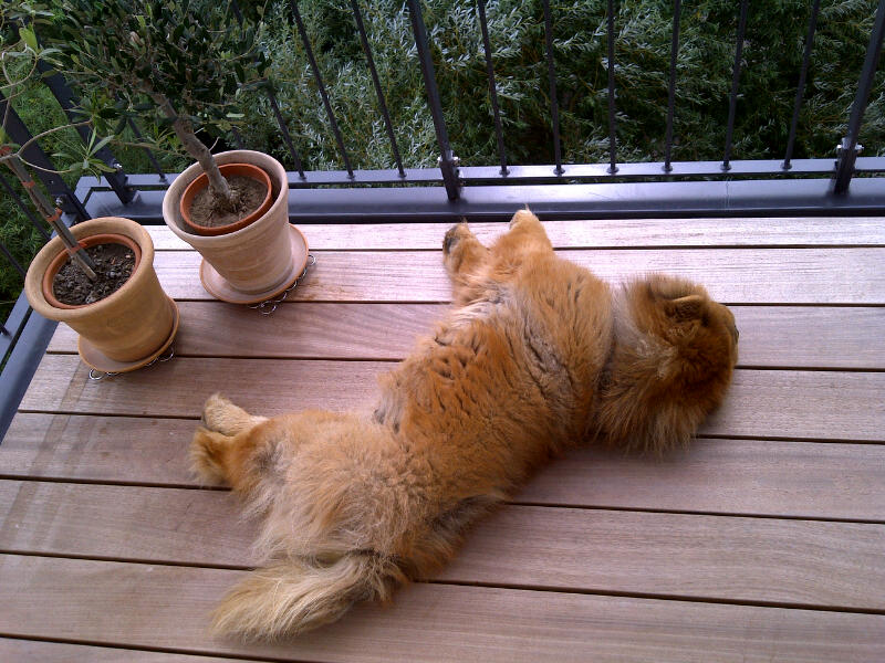 Stagebos Undercover (Daisy) enjoying her new balcony