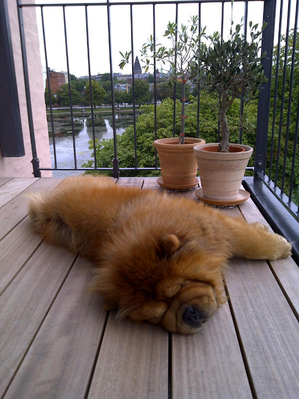 Stagebos Undercover (Daisy) enjoying her new balcony in the centre of Copenhagen