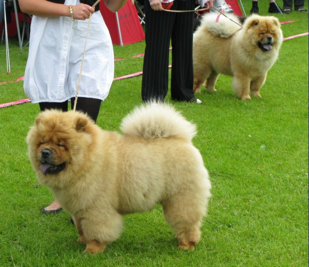 Chan-Los Bohemian Rhapsody SL - Chowhills Gandor SL-Best puppy (13/6)
